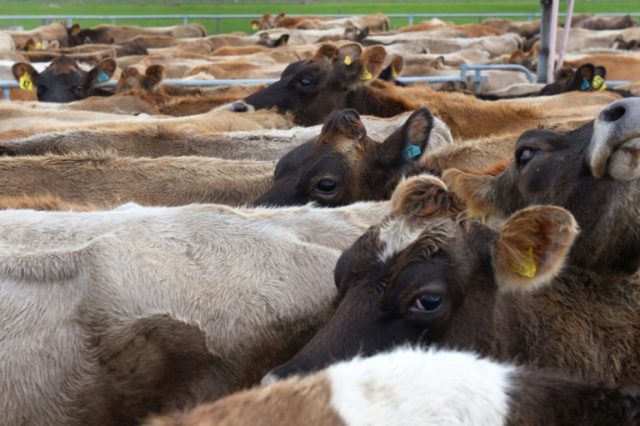 New Zealand orders mass cattle cull to eradicate disease