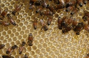 Probiotics help bees fight colony collapse disorder
