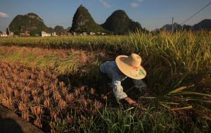 Climate change is robbing rice of its nutrition