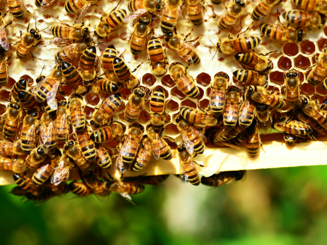 VIDEO: ‘Monsters’ in NC Toddler’s Bedroom Wall Actually 50,000 Bees