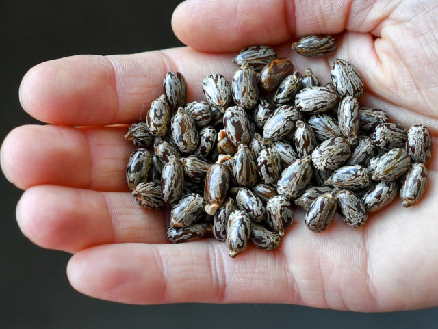 A person holds seeds of the castor oil plant (Ricinus communis) containing the deadly pois
