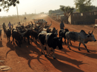 Cattle herders lead cows and bulls down an unpaved road in Southern Sudan Cattle herders lead cows and bulls down an unpaved road in Southern Sudan's main city Juba on January 11, 2011. Juba is preparing to become a capital city. AFP PHOTO/ROBERTO SCHMIDT (Photo credit should read ROBERTO SCHMIDT/AFP/Getty Images)