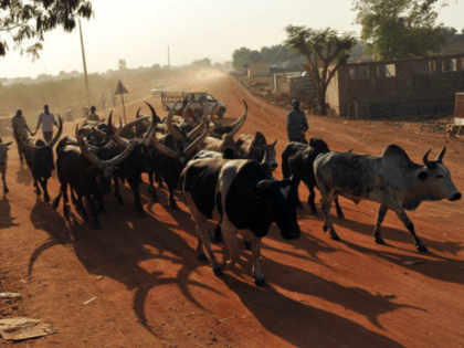 Cattle herders lead cows and bulls down an unpaved road in Southern Sudan's main city Juba