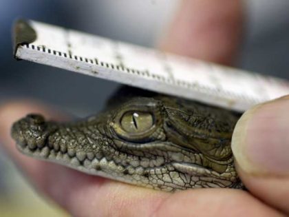 a baby crocodile is measured by a biologist