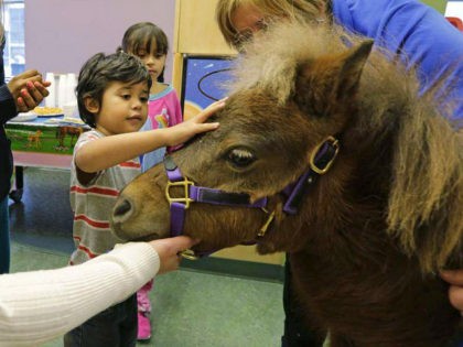 In this Nov. 13, 2014 photo, patients Nathaniel Lopez, left, and Araceli Morales pet Lunar one of two miniature horses from 'Mane in Heaven' that made a visit to the pediatric unit at Rush University Medical Center in Chicago. Mystery and Lunar, small as big dogs, are equines on a …