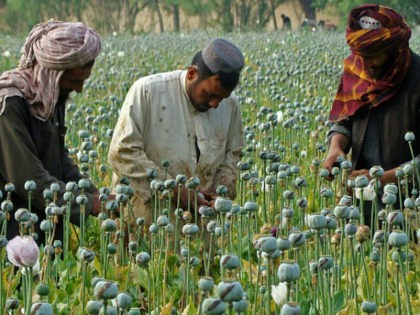 FILE -- In this April 21, 2014 file photo, Afghan farmers harvest opium, in Helmand province, Afghanistan. For the past month, the Taliban have held control over most of Afghanistan’s Helmand province, where the majority of the world’s opium is grown -- and as insurgent attacks intensify around the provincial …