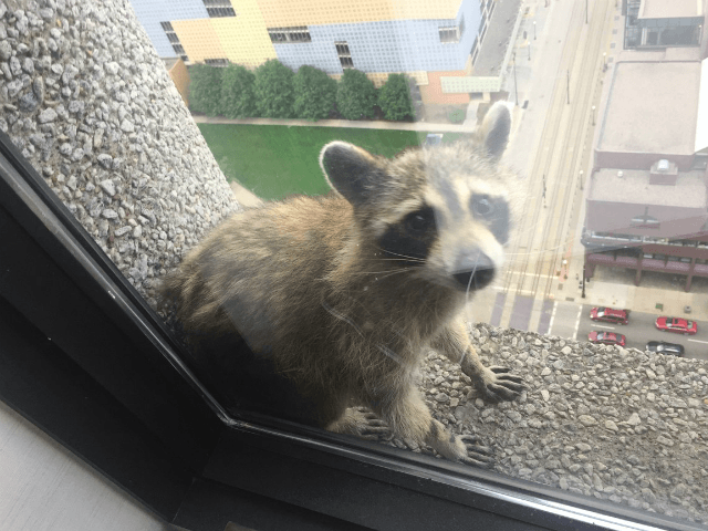 A daring raccoon captured the hearts of many social media users around the world as he cli