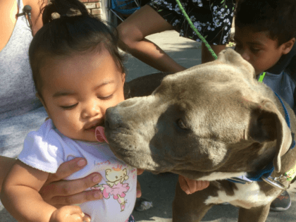 At Stockton family is crediting their eight-month-old pitbull Sasha with saving them by waking them up and grabbing the baby by the diaper when their house caught on fire