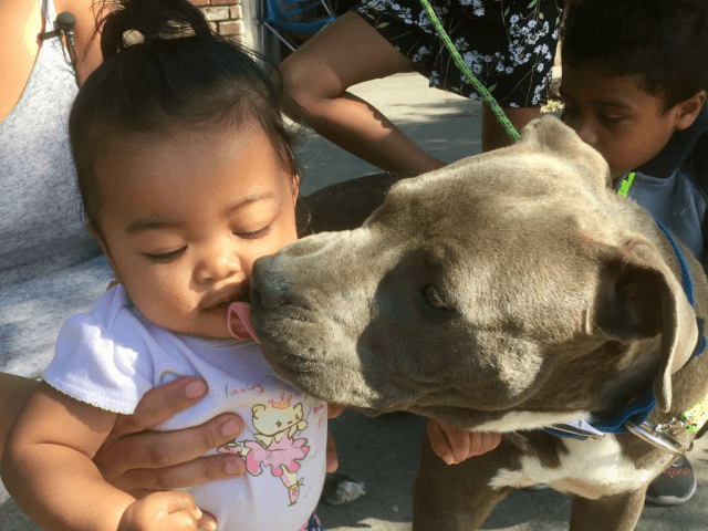 At Stockton family is crediting their eight-month-old pitbull Sasha with saving them by wa