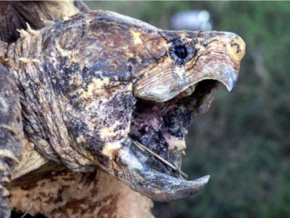 AP Photo/Elliott Minor