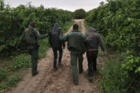 US Border Patrol agents detaining undocumented immigrants from Central America after capturing them in a grapefruit orchard near McAllen, Texas US Border Patrol agents detaining undocumented immigrants from Central America after capturing them in a grapefruit orchard near McAllen, Texas
