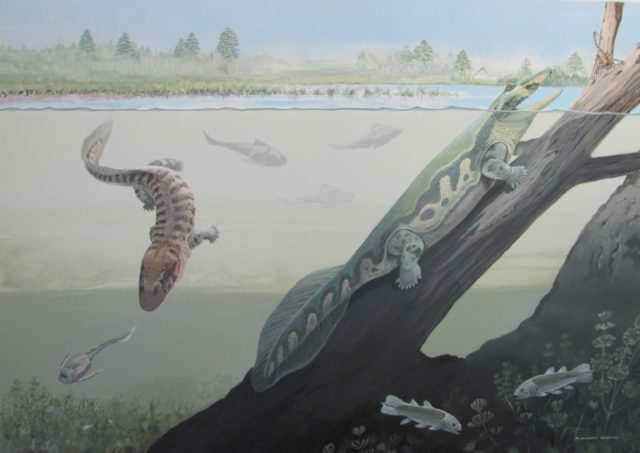 Tetrapod fossil discovery in S.Africa dispels tropical myth