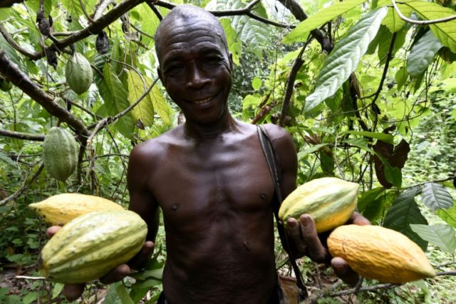 Nigeria moves to boost cocoa sector