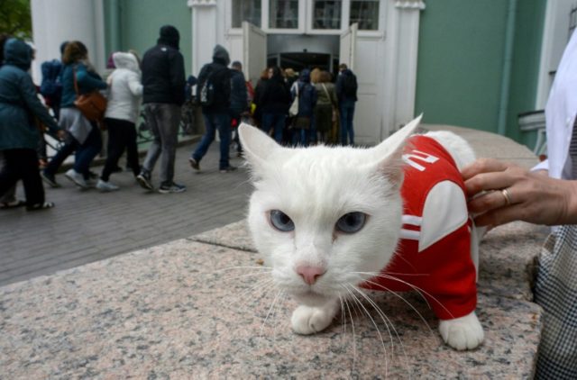 Achilles the Cat, Russia's deaf but highly gifted World Cup soothsayer