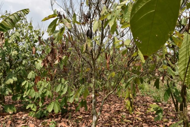 I.Coast to destroy cocoa trees in fight against virus