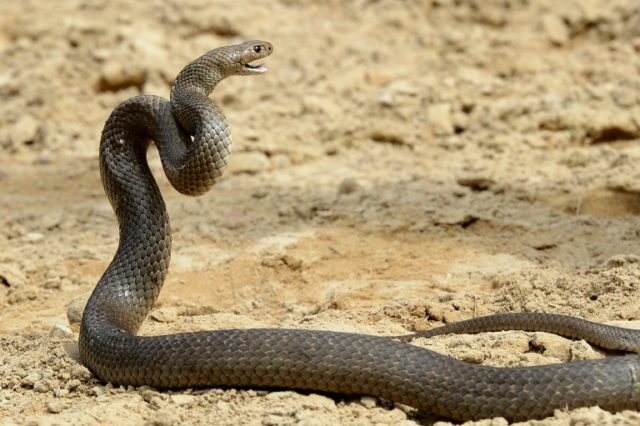Nurse survives deadly Australia snake bite using training