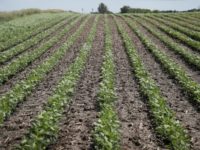 Soybeans are a key US export to China, an economic tie that makes the trade back-and-forth between the US and China a source of anxiety throughout the American farm belt Soybeans are a key US export to China, an economic tie that makes the trade back-and-forth between the US and China a source of anxiety throughout the American farm belt