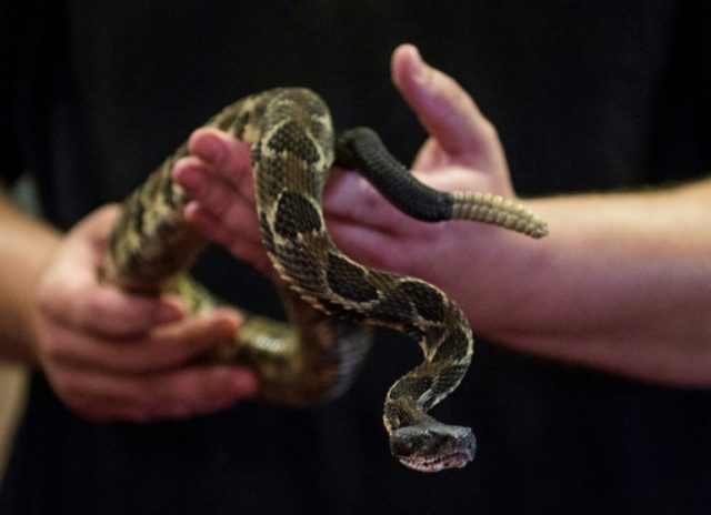 Snake-handlers of West Virginia test faith with poison