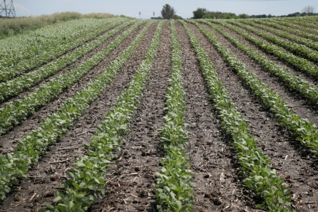 US soybean prices tumble amid trade fight with Beijing