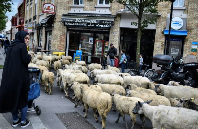Out on the town: Sheep graze streets of Paris suburb