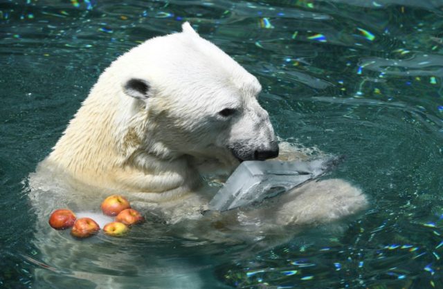 Bear necessities: cooler home for S. Korea's last polar bear