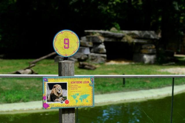Escaped lion shot dead at Belgium zoo, sparking criticism