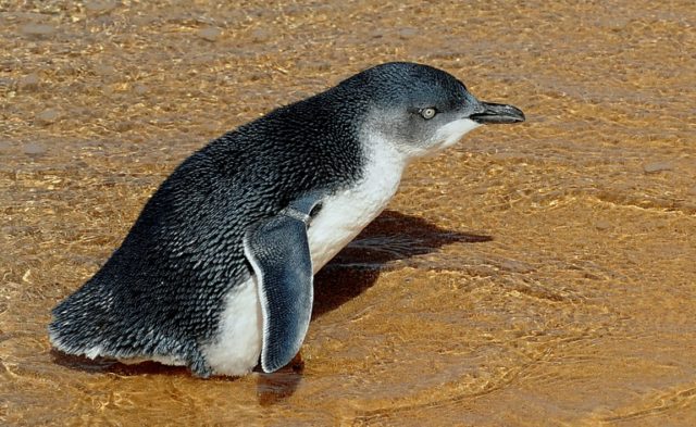 Dismay at 'lenient' Australian penguin killer sentence