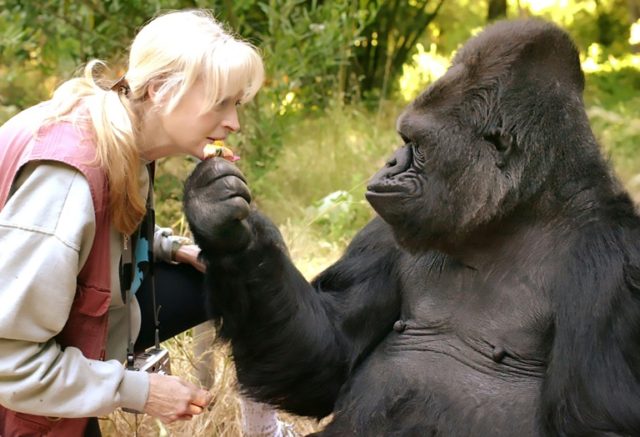 Famed sign-language gorilla Koko dies in California