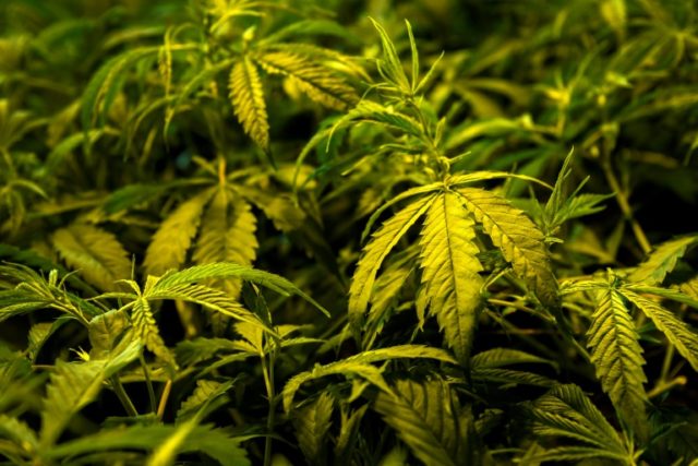 US approves first marijuana-derived drug