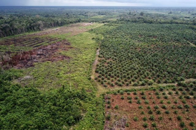 Palm oil giant still linked to Indonesia logging: Greenpeace