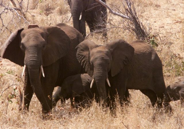 Pursuing poachers, and tourism, to boost Mozambique's conservation