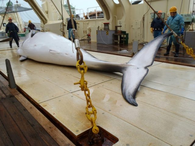 Japan to seek partial resumption of commercial whaling