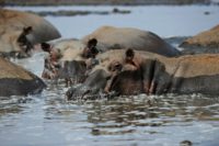 Hippopotamuses are among the many species affected by the threat to Lake Turkana, says the UN