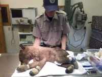 Bear cub with burnt paws rescued from Colorado wildfire