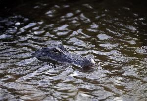 Mating season means more alligator-human interactions