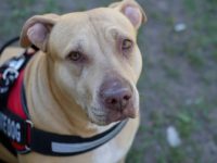 Care Animal Pit-bull Veterinarian Service Dog Care Animal Pit-bull Veterinarian Service Dog
