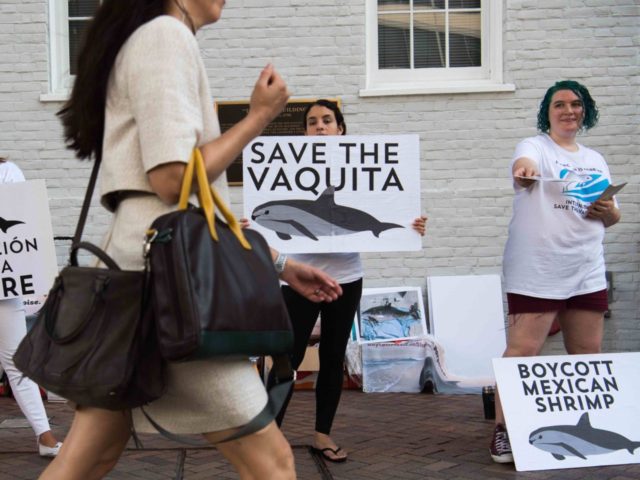 Vaquita protest (Saul Loeb / AFP / Getty)