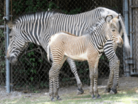 Zoo-accused-of-painting-donkeys-to-look-like-zebras A zoo in Cairo is facing criticism from visitors who allege a pair of zebras -- not the ones pictured here -- are actually donkeys painted with black and white stripes. File Photo by Bill Greenblatt/UPI