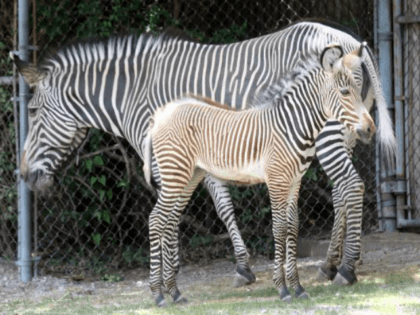 A zoo in Cairo is facing criticism from visitors who allege a pair of zebras -- not the on