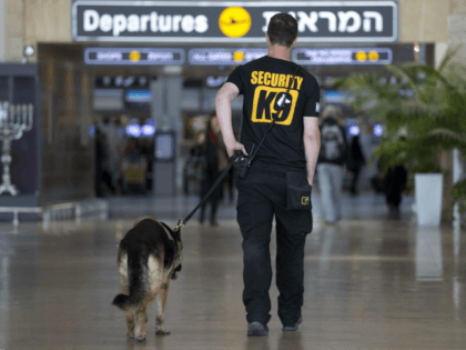 An Israeli airport security guard patrols with a dog in Ben Gurion airport near Tel Aviv, Israel, Tuesday, March 22, 2016. After the Brussels attacks, Israel briefly announced that all Israeli flights from Europe were canceled, then reinstated the flights, Israel Airports Authority spokesman Ofer Leffler said.