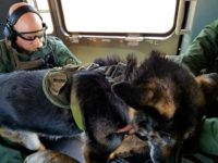 k9 1 A National Guard aircrew rescues a Border Patrol K-9 suffering from heat exhaustion in the Arizona desert. (Photo: U.S. Border Patrol)