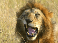 lion NEW DELHI, INDIA - JULY 12: A Lion displays its huge teeth while resting under a shade in its enclosure on July 12, 2010 in National Zoological Park in New Delhi, India. (Photo by Shariq Allaqaband/ Barcroft India / Getty Images)