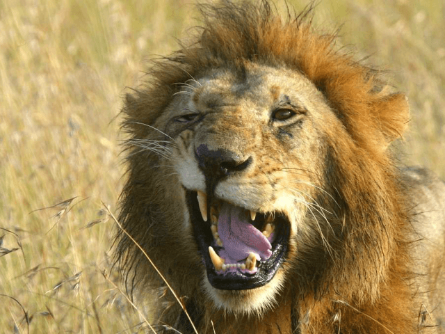 Karma: Lions Eat Suspected Rhino-Hunting Poachers | Breitbart