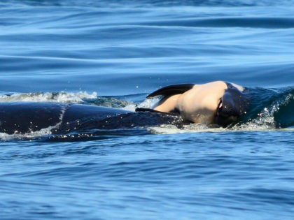 July 24: A baby orca whale is being pushed by her mother after being born off the Canada coast near Victoria, British Columbia. (Center for Whale Research via AP)
