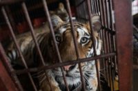 A caged Siberian tiger at the Chinese Prosperous Nation Circus Troupe while in Dongguan