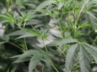 Dutch municipalities over the next four years will oversee the growth and supply of marijuana to so-called cannabis cafes which can then sell weed to the public Dutch municipalities over the next four years will oversee the growth and supply of marijuana to so-called cannabis cafes which can then sell weed to the public