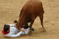 A reveller is tossed by a heifer bull during festivities