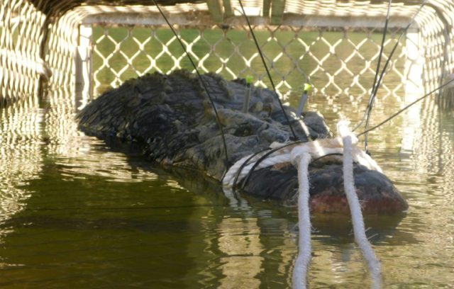 Australia monster croc caught after eight-year hunt