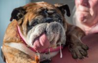 Zsa Zsa, an English bulldog, drools while competing in the World's Ugliest Dog Contest in Petaluma, California on June 23, 2018.