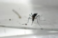 Millions of sterile male Aedes Aegypti mosquitos were released into the wild, where they mated with females who laid eggs that did not hatch